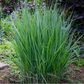Panicum virigatum Northwind 9cm / 2L / 12L