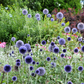 Echinops bannaticus 'Blue Globe' 9cm / 2L