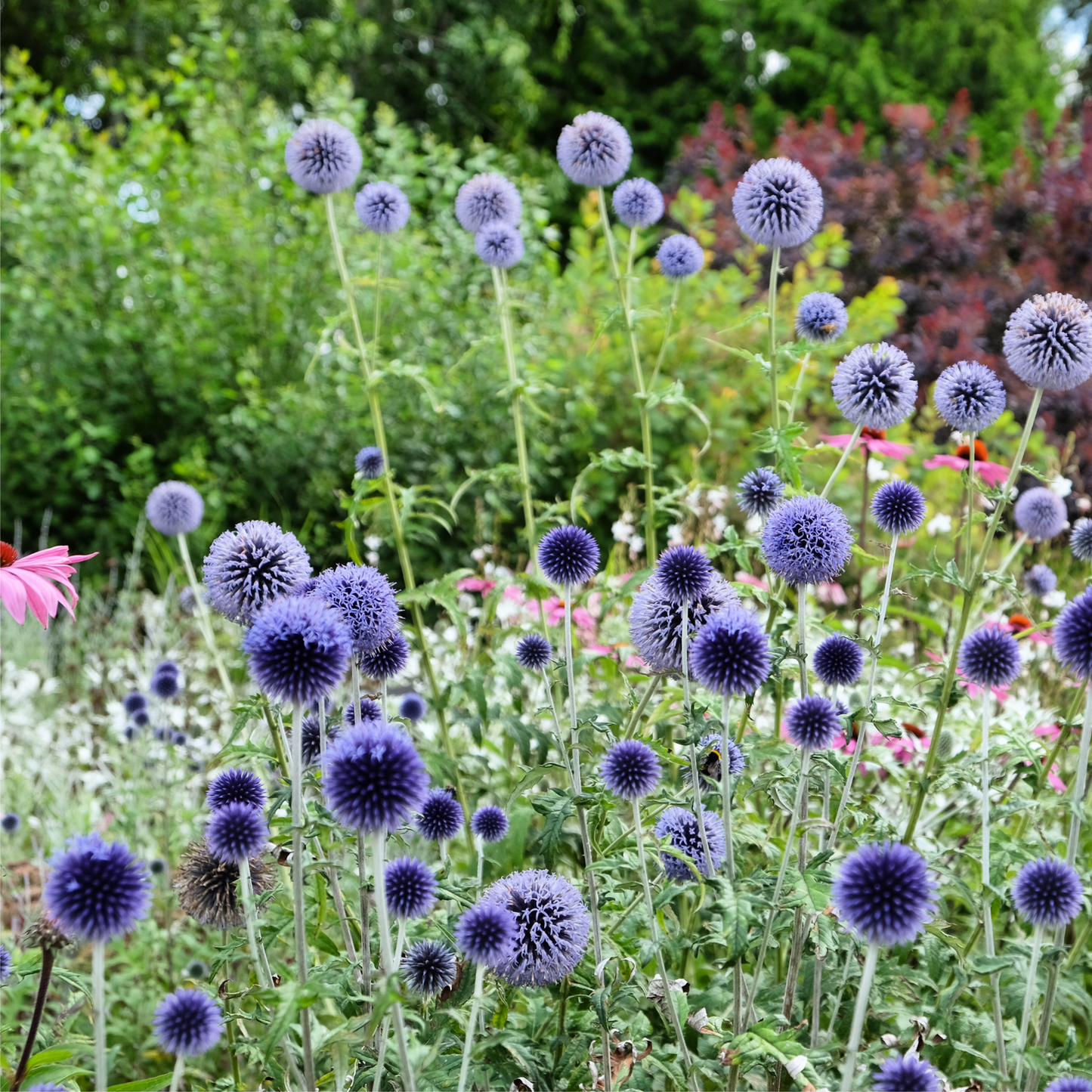 Echinops bannaticus 'Blue Globe' 9cm / 2L