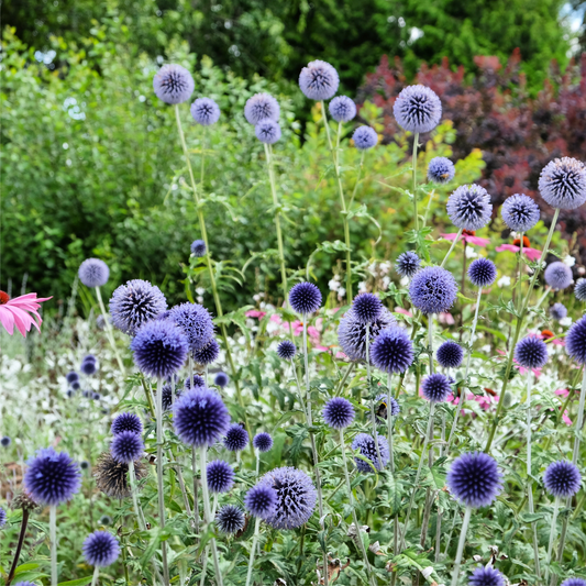 Echinops bannaticus 'Blue Globe' 9cm / 2L