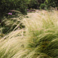 Stipa tenuissima 'Ponytails' 9cm/3L