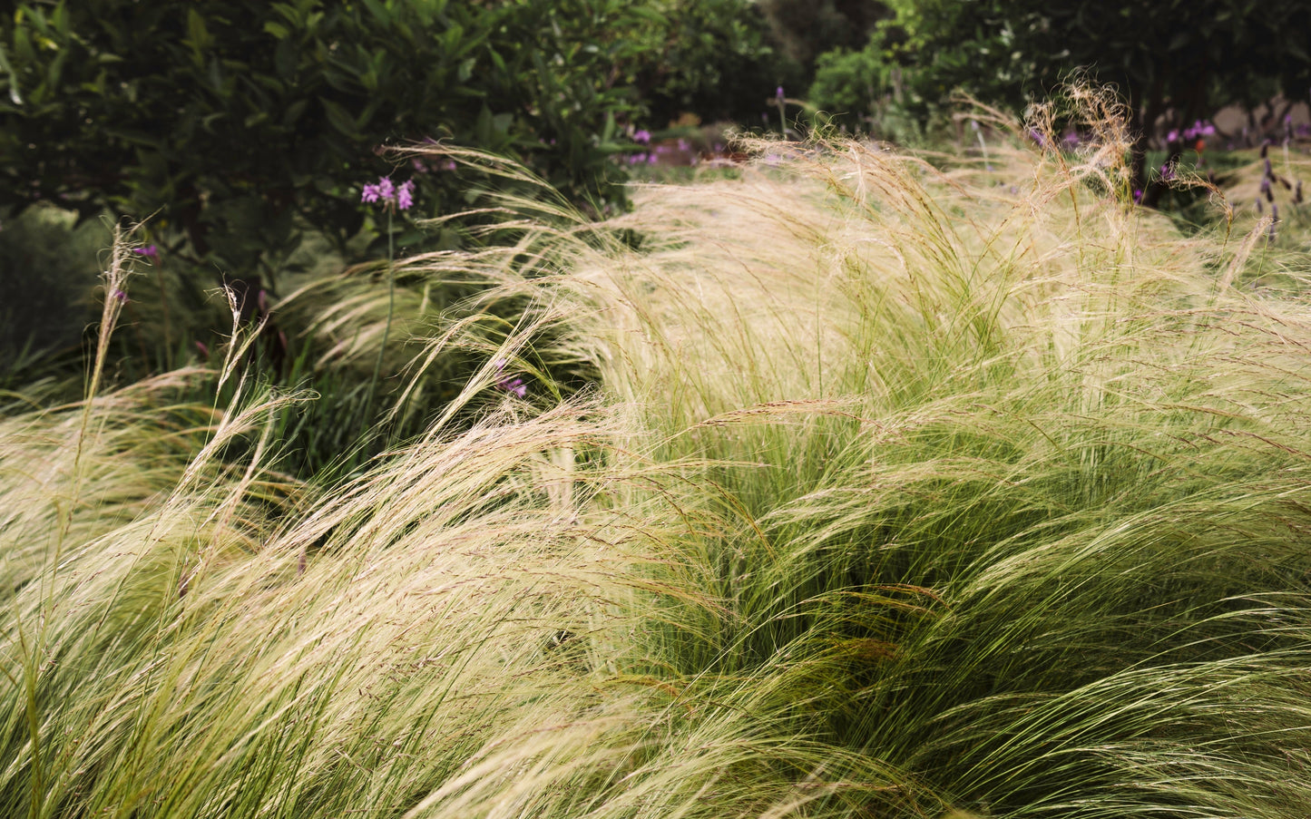 Stipa tenuissima 'Ponytails' 9cm/3L