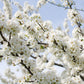 Ornamental Flowering Cherry Blossom Dwarf Tree -  Nipponica  ‘Brilliant' (2 Sizes Available)