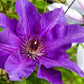 Clematis 'The President' 60cm