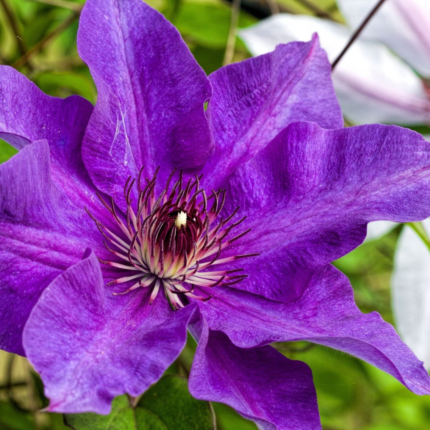 Clematis 'The President' 60cm