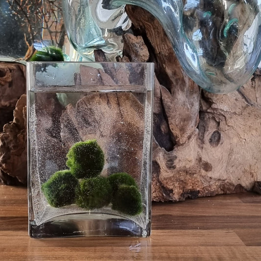A small rectangular glass containing 5 Marimo moss balls floating in water