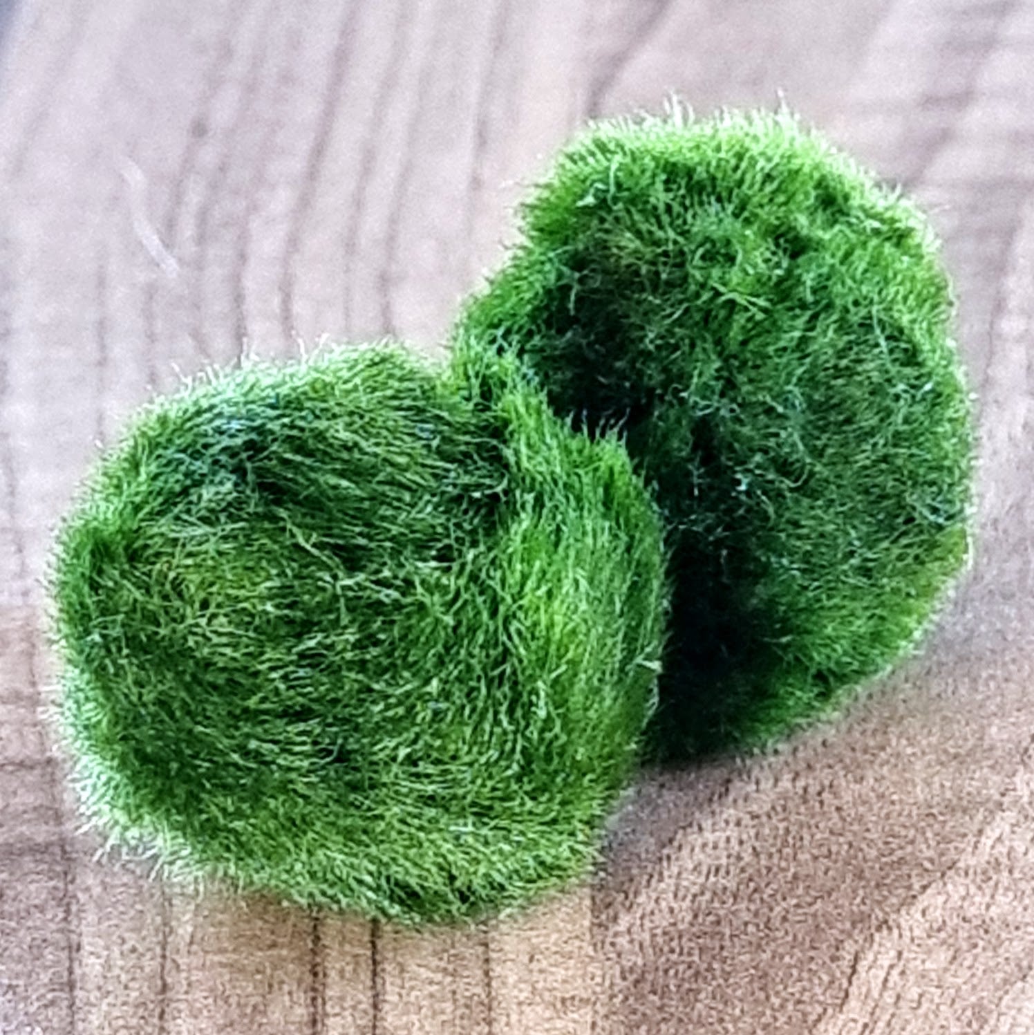 Two Marimo moss balls up close and out of water, showing in detail the small green colony fibres