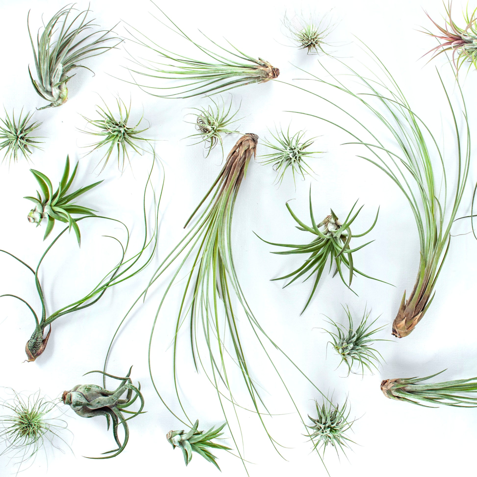 Various sizes and species of air plants