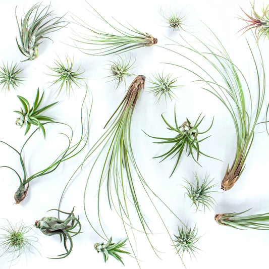 Various sizes and species of air plants