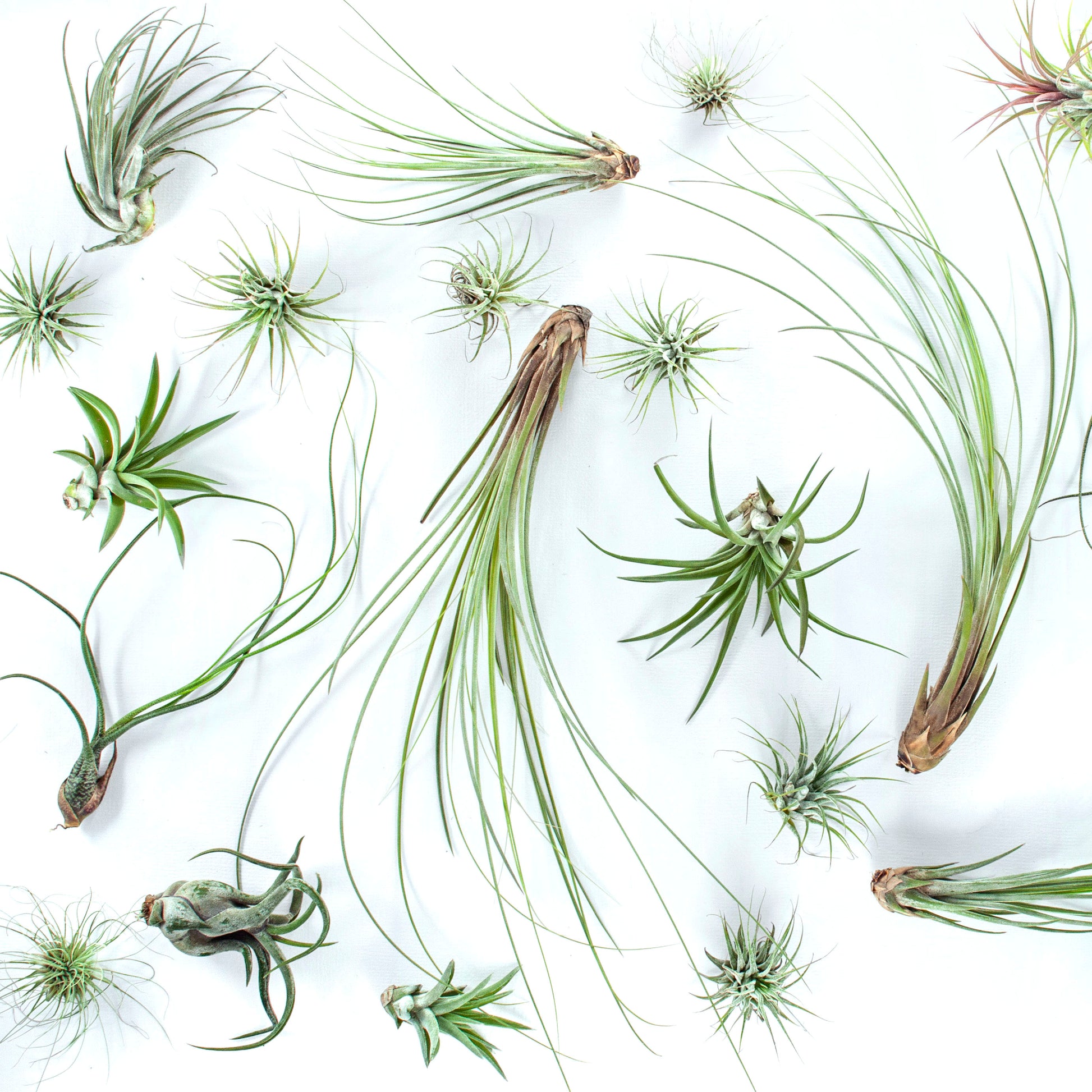 air plant kit uk Diamond Glass Air Plant Terrarium Black Frame DIY Kit – Bloomin' Gems