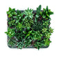 Plant & pot (black gloss with green rim)