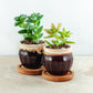 Plant & pot set of 2
