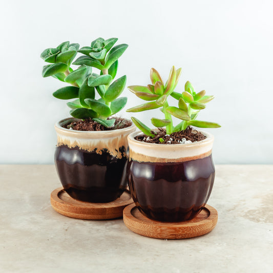 Plant & pot set of 2