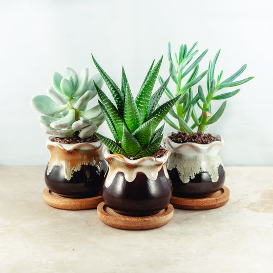Plant & pot set of 3