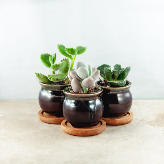 Plant & pot set of 3
