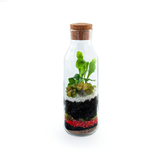 Jar Terrarium DIY kit with two plants