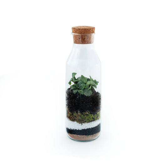Jar Terrarium DIY kit with one plant