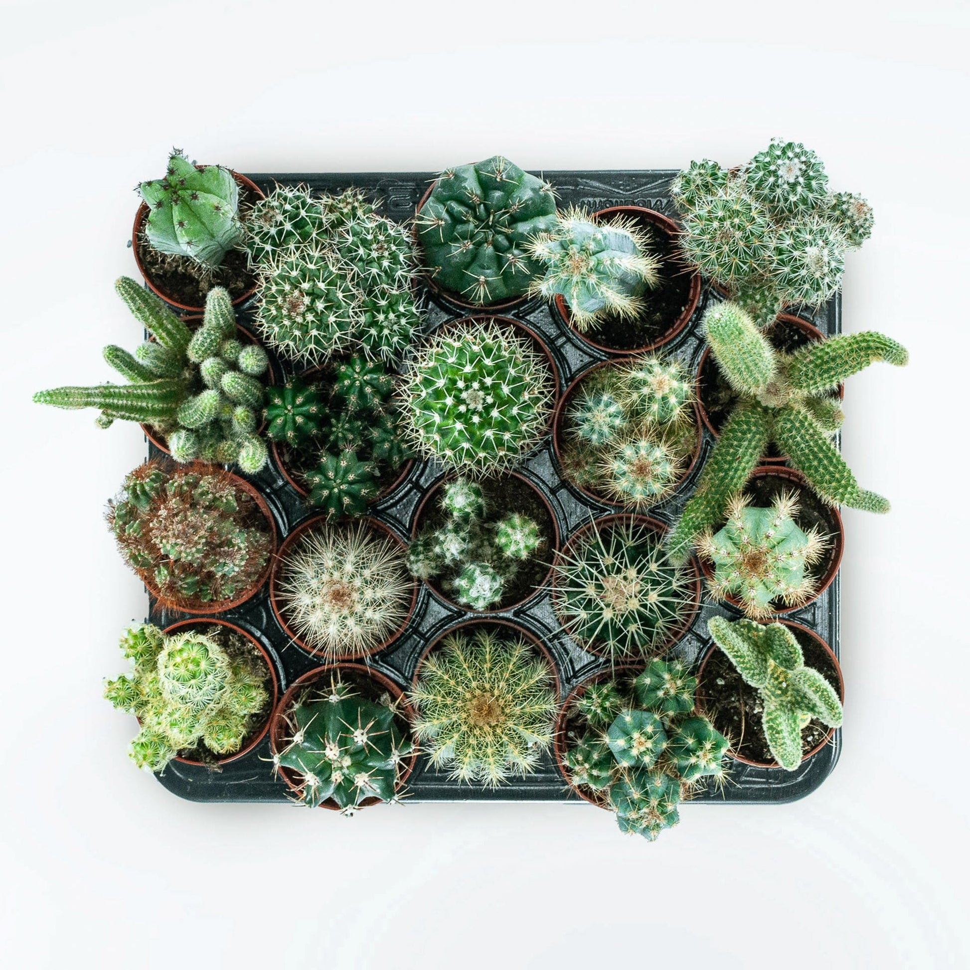 A tray of Cacti in various colours, sizes and species