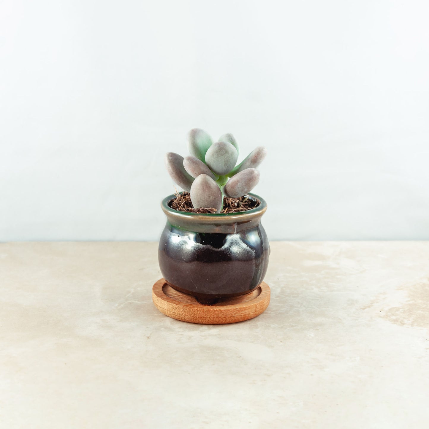 Plant & pot (black gloss with green rim)