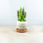 Plant & pot (white and blue/green)
