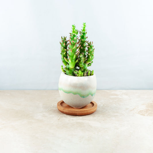 Plant & pot (white and blue/green)