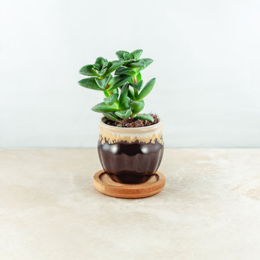 Plant & pot (black and cream yellow drip)