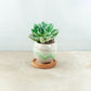 Plant & pot (white and blue/green)