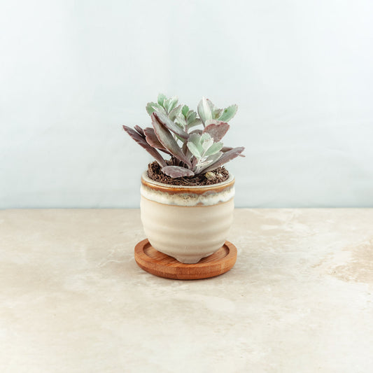 Plant & pot (sand ridges and burnt cream gloss drip)