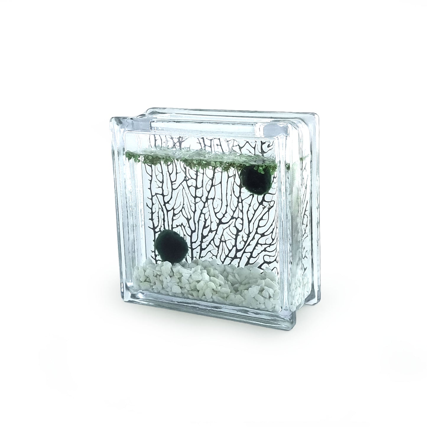 Marimo Moss Balls in glass brick with Gravel & dried Sea Fan Coral