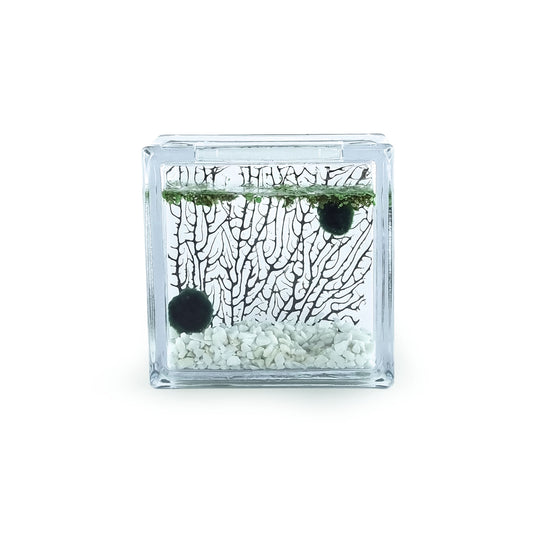 Marimo Moss Balls in glass brick with Gravel & dried Sea Fan Coral