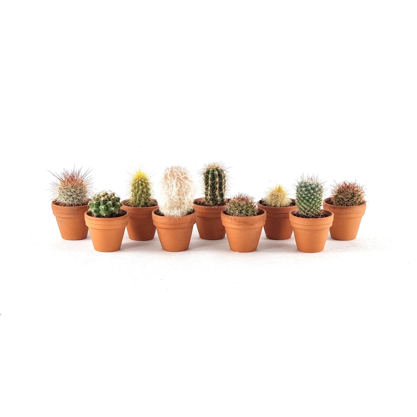 Set of 3 miniature Cacti